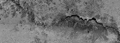 Black bream backscatter