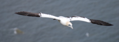 gannet-420x150.jpg