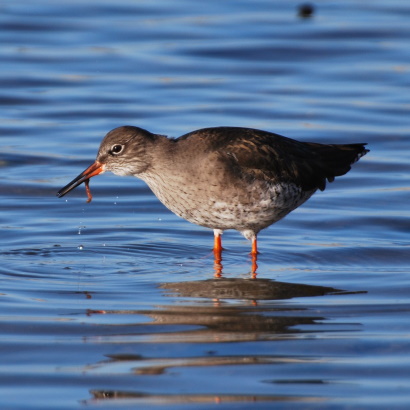 Redshank