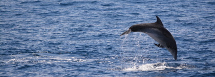 Bottlenose dolphin
